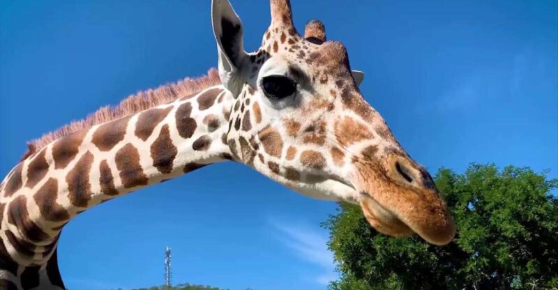 Tour Bioparque Estrella, With Transfer, Safari and Tickets - Inclusions