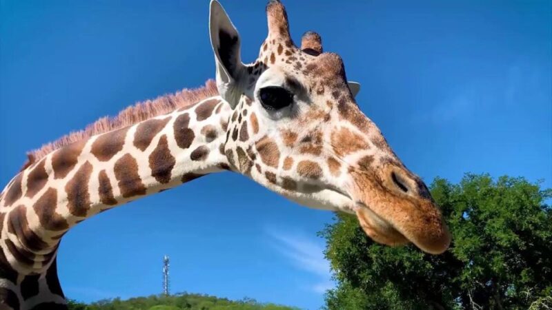 Tour Bioparque Estrella, With Transfer, Safari and Tickets - Safari Experience