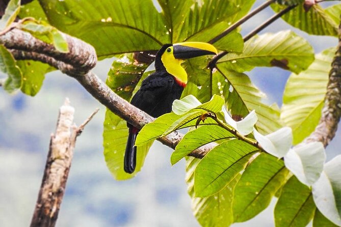 Tour Birds, Anchicaya and the Oasis of the Mermaid - Key Points