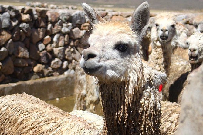 Tour Colca Canyon and Valley of the Volcanoes 3Days - Transportation and Guide Services