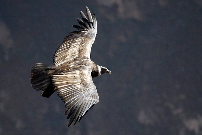Tour Colca Canyon and Valley of the Volcanoes 3Days - Booking and Cancellation Policy