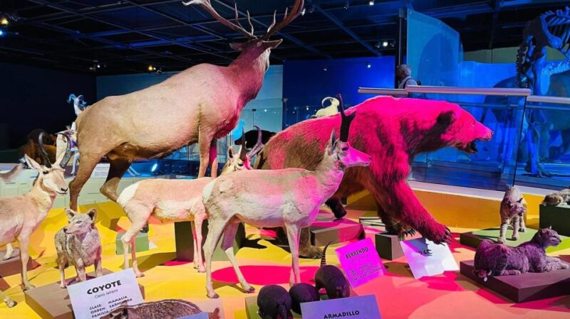 Tour: Dinosaur Museum With Guide, Transfer and Tickets - Discovering the Desert Museum