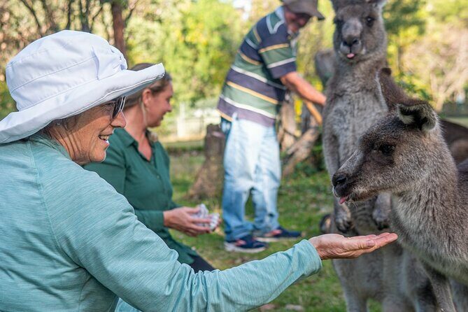 Tour from Eden to Merimbula Wetlands Wildlife and Coastline - Panboola Wetlands: A Restored Ecosystem