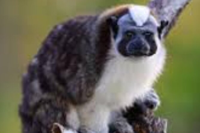 Tour Gatun Lake Wildlife Monkey Watch and Sloth Sanctuary - Location and Accessibility