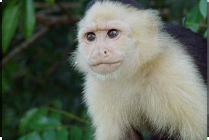 Tour Gatun Lake Wildlife Monkey Watch and Sloth Sanctuary - Traveler Experiences