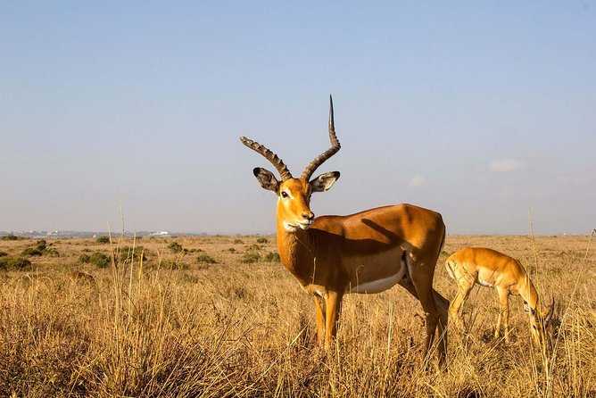 Tour: Giraffe Center and Nairobi National Park - Pricing and Logistics