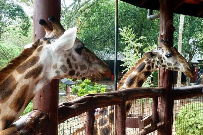 Tour Giraffe Center,Karen Blixen and Lunch Carnivore Restaurant - Reviews and Feedback