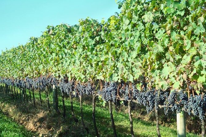 Tour Gran Reserva - Valley of the Vineyards - Miolo Winery Experience
