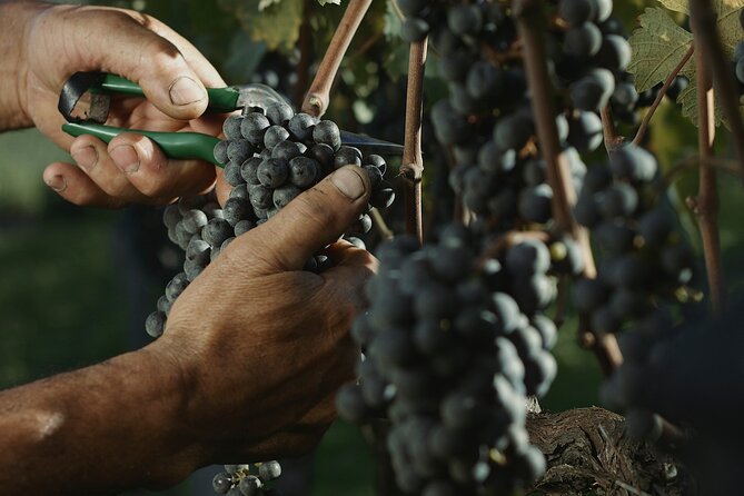 Tour Gran Reserva - Valley of the Vineyards - Cancellation Policy