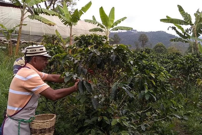 Tour Guatape and Coffee - Top Cultural and Natural Attractions
