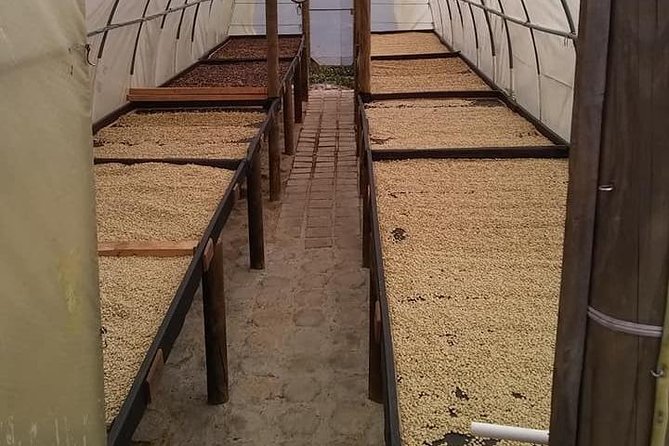 Tour Guatape and Coffee - Coffee and Fruit Tasting