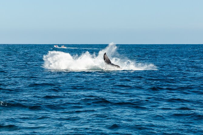 Tour in Cabo Whale Watching With an Expert Captain - Pacific Ocean Cruise