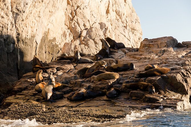 Tour in Cabo Whale Watching With an Expert Captain - Tour Duration and Inclusions