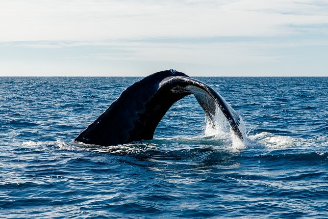 Tour in Cabo Whale Watching With an Expert Captain - Meeting Point Location