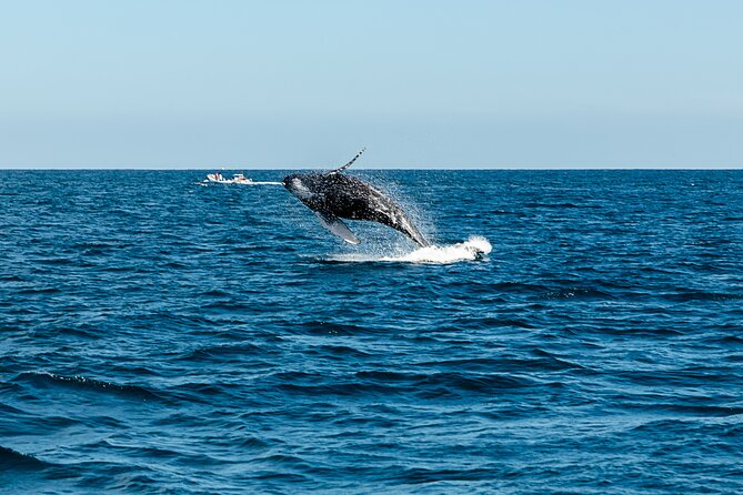 Tour in Cabo Whale Watching With an Expert Captain - Booking and Cancellation