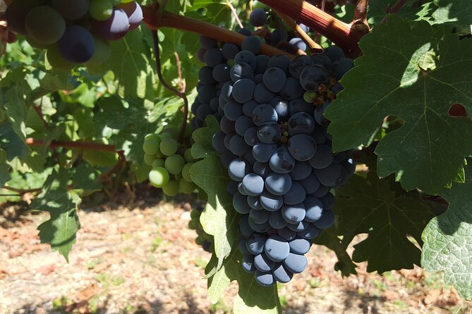 Tour in Colchagua Vineyards Montes and Vineyards Viu Manent - Transportation and Accessibility
