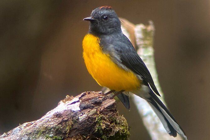 Tour in Monteverde Curi-Cancha Reserve - Experience the Tropical Cloud Forest