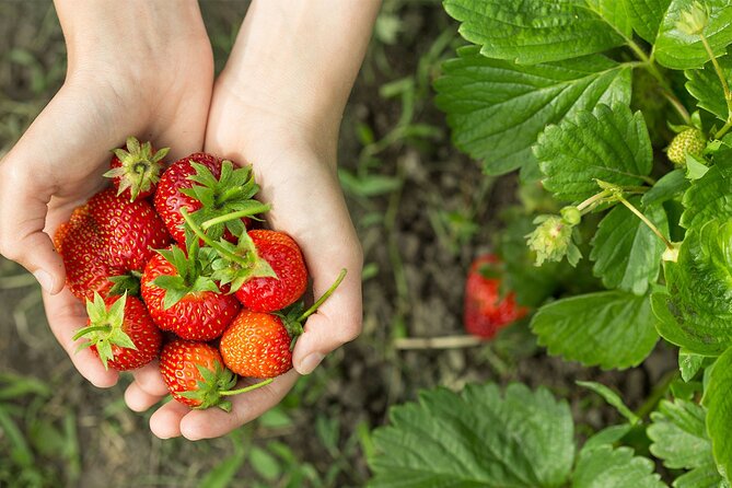 Tour in Pisac and Ollantaytambo With Visit to a Farm and Andean Gourmet Food. - Visiting the Farm