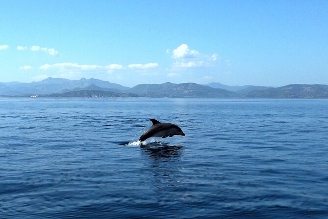 Tour in Rubber Dinghy and Snorkeling in the Protected Marine Area of Tavolara - Included Amenities