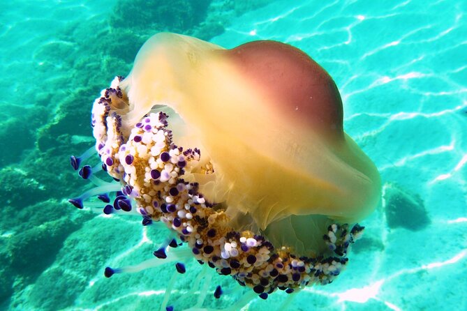 Tour in Rubber Dinghy and Snorkeling in the Protected Marine Area of Tavolara - Highlights of the Experience