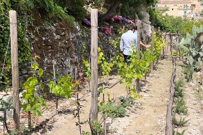 Tour in the Heady Scents of Our Garden in Ragusa - Included in the Experience