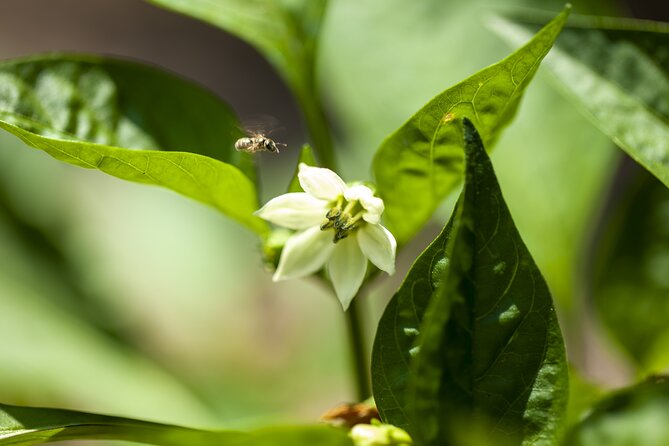 Tour in the Heady Scents of Our Garden in Ragusa - Cancellation Policy