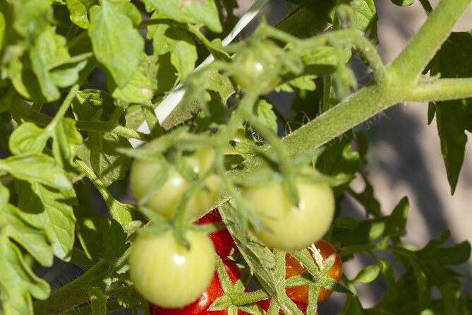 Tour in the Heady Scents of Our Garden in Ragusa - Taking in Botanical History