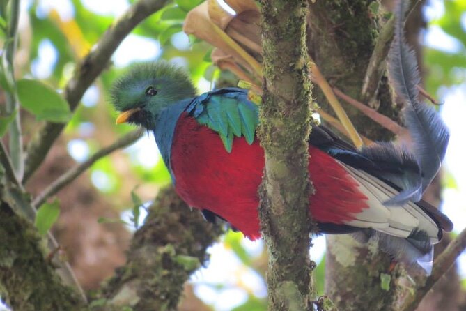 Tour in the Monteverde Reserve Cloud Forest - Naturalist Guide Insights