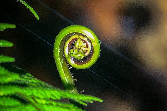 Tour in the Monteverde Reserve Cloud Forest - Booking and Accessibility