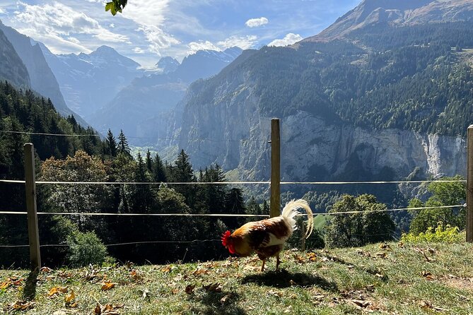 Tour in Wengen - Contact Information