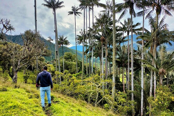 Tour La Carbonera. a Large Forest of Wax Palms - Exploring the Wax Palm Forest