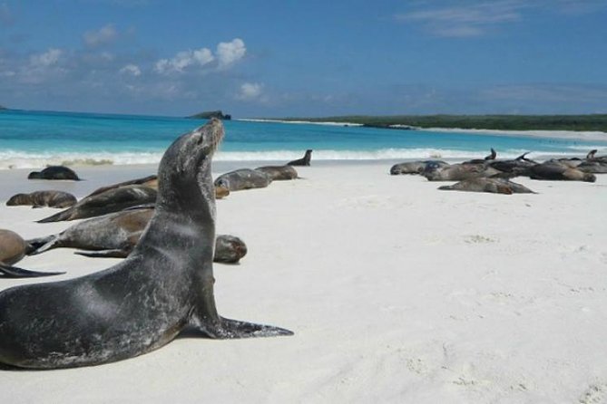 Tour Lobos Island From San Cristobal - Key Points