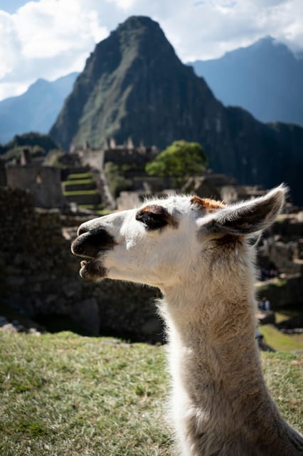 TOUR MACHUPICCHU WITH VISTADOME TRAIN - Comfort and Amenities