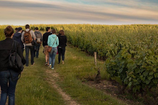 Tour of a Vineyard, Winery & Cellar With Wine Tasting in Vouvray, Loire Valley - Wine Tasting and Sampling