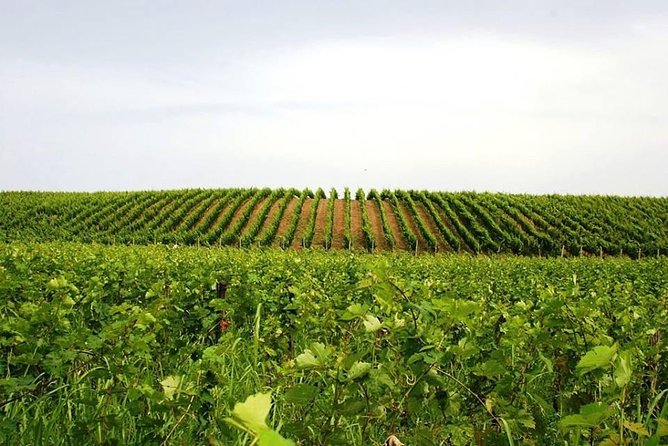 Tour of Kruja and Wine Tasting in One Day From Tirana - Traveler Reviews
