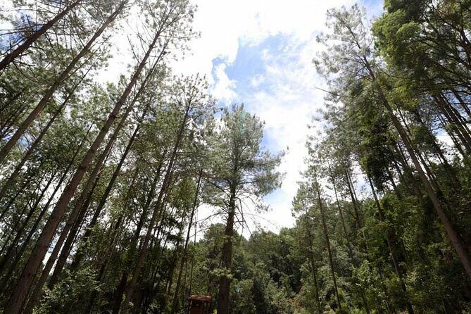 Tour of the Sierra Juárez, Ixtlán, Guelatao and Capulálpam - The Sum Up: Is It Worth It?