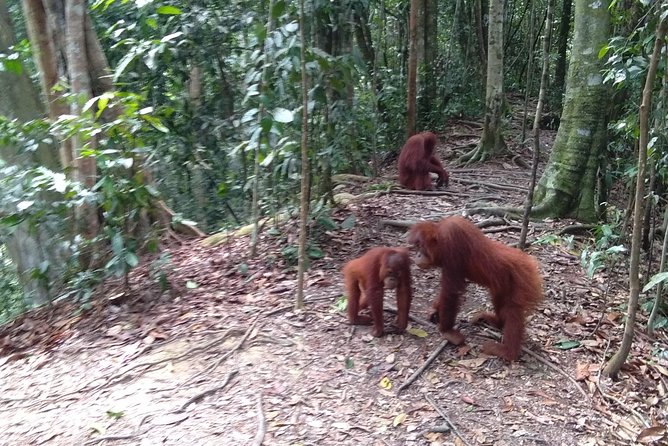 TOUR PACKAGE (Jungle Trekking, Taxi, Room) 4 DAYS 3 NIGHTS in BUKIT LAWANG - Group Size and Capacity