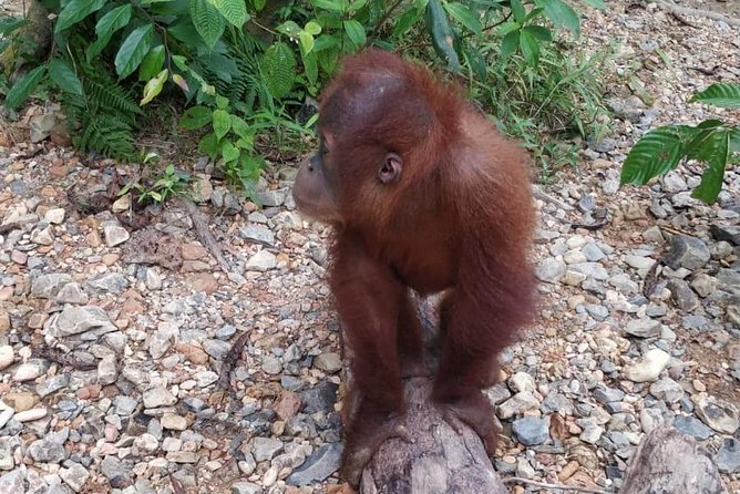 TOUR PACKAGE (Jungle Trekking, Taxi, Room) 4 DAYS 3 NIGHTS in BUKIT LAWANG - Pickup and Meeting Arrangements