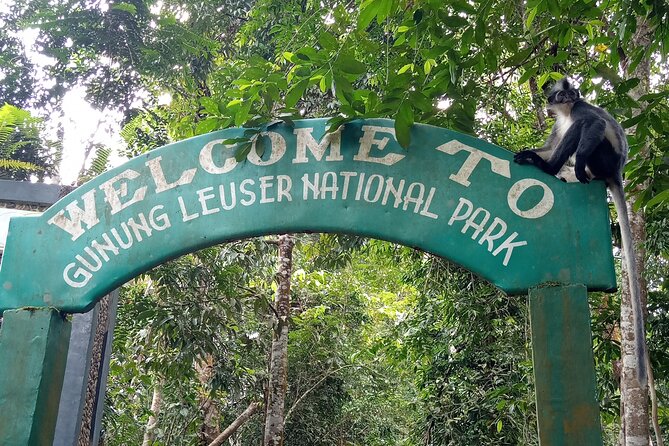 TOUR PACKAGE (Taxi, Room, Jungle Trekking) 3 Days in BUKIT LAWANG - Pickup and Transport