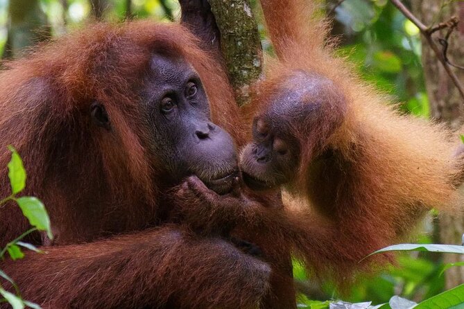 TOUR PACKAGE (Taxi, Room, Jungle Trekking) 3 Days in BUKIT LAWANG - Accessibility and Health Considerations