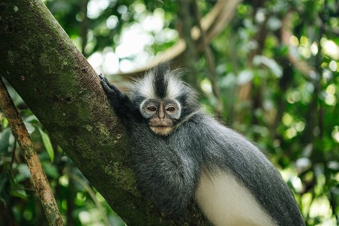 TOUR PACKAGE (Taxi, Room, Jungle Trekking) 3 Days in BUKIT LAWANG - Group Size