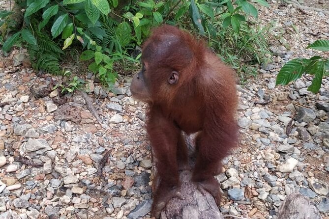 TOUR PACKAGE (Taxi, Room, Jungle Trekking) 3 Days in BUKIT LAWANG - Customer Ratings