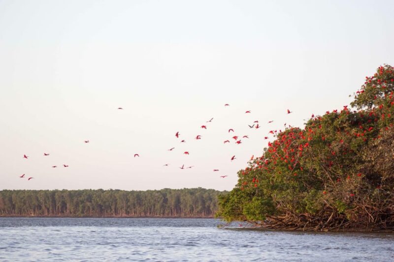 Tour: Parnaiba Delta - Flight of the Guaras Circuit - Important Information for Visitors