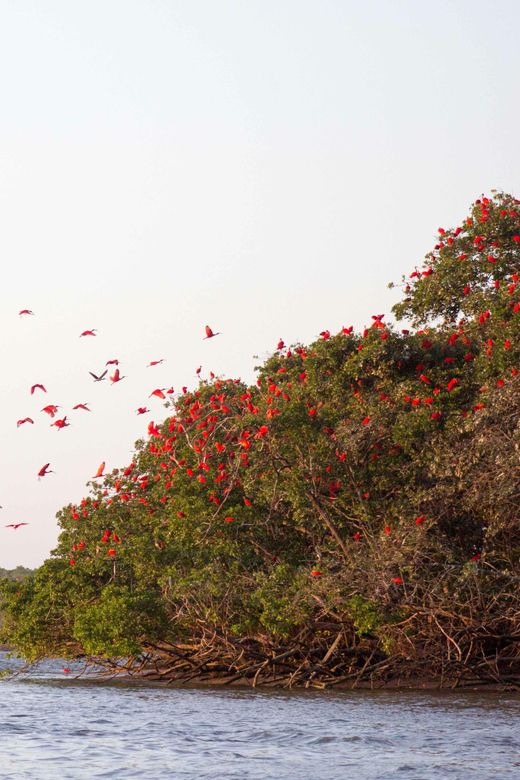 Tour: Parnaíba Delta - Guarás Flocking Circuit - Booking and Cancellation