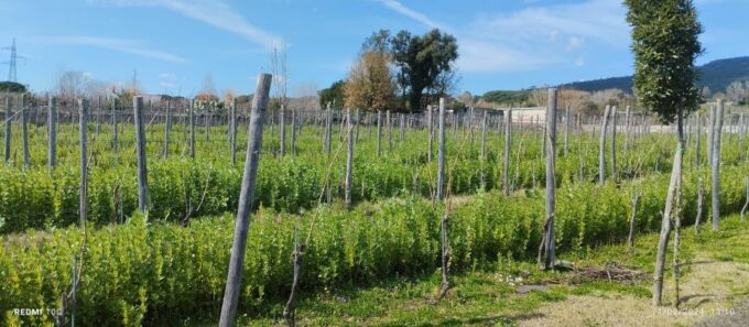 Tour Pompeii and Vesuvius Winery Experience From Naples - Frequently Asked Questions