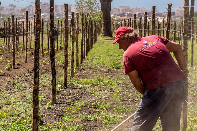 Tour Pompeii Ruins and Winery Lunch Included - Booking Details