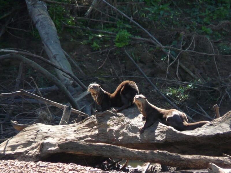 Tour Tambopata 3DAYS + Lodge + Local Food - Daily Itinerary