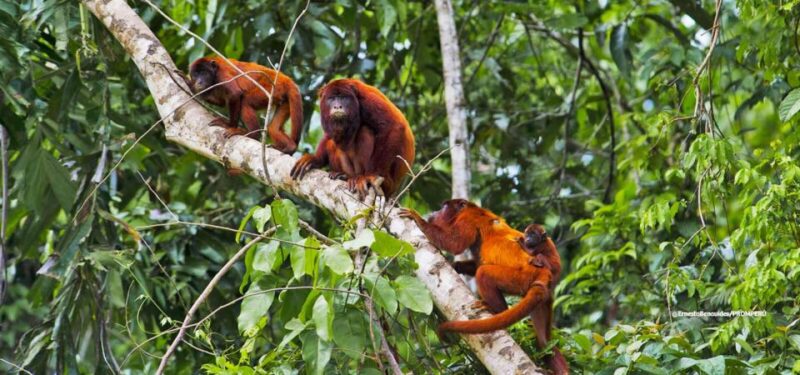 Tour Tambopata Sandoval Lake 2 Days 1 Night - Key Points