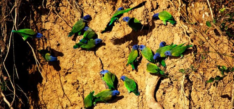 Tour Tambopata Sandoval Lake 2 Days 1 Night - Inclusions