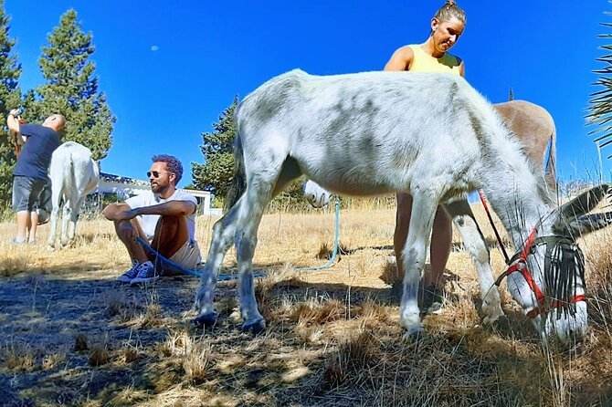 Tour the Sanctuary and Walk With the Donkeys and Share Their Love - Vegetarian Brunch and Rejuvenation